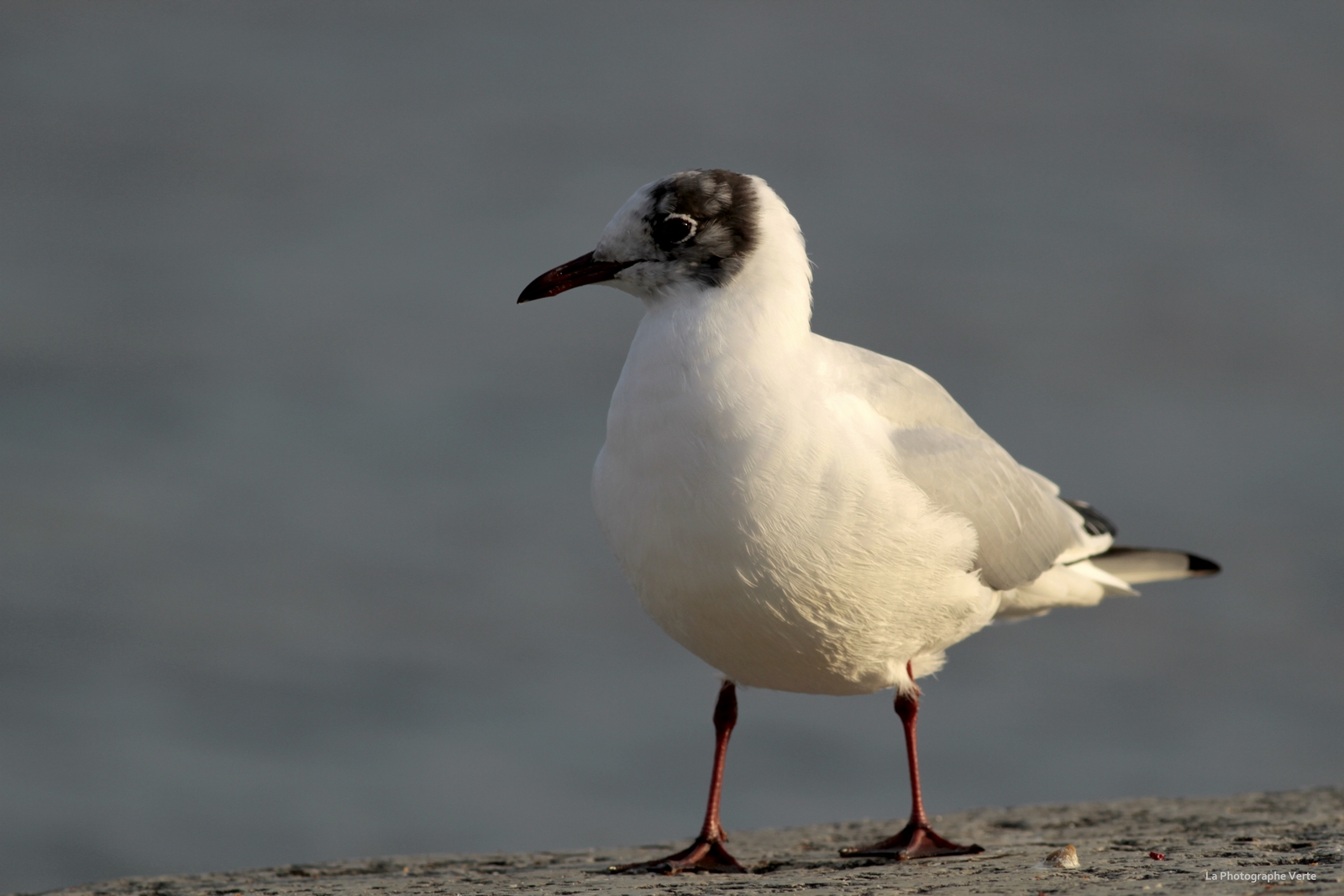 Mouette rieuse – La Photographe Verte